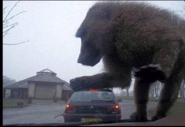 Bu fotorafta hibir fotoraf hilesi yok. Tamamen gerek. Ama bir gz yanlmas var. Fotoraftaki maymun aslnda bu karenin ekildii arabann stnde cama yapk vaziyette duruyor.