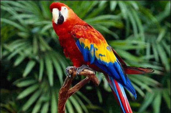 Konuma yetenei olan hayvanlara ilk olarak kfr etmesini retir.