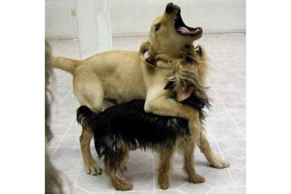 iftleen kpeklere ta atabilmektir.