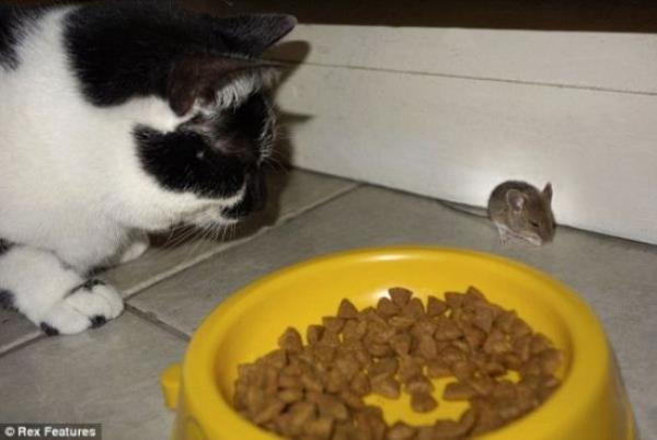 <b>T�m d�nyay� �a��rtt�</b>