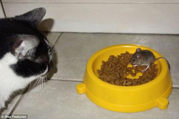 Daily Mail de bu habere 'Sen de kendine kedi mi diyorsun?' ba�l���n� att�.