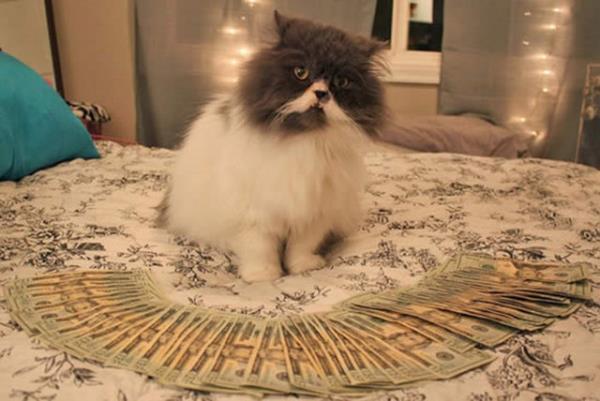 5 ocuu 12 torunu var ama 250 bin dolarini kedilere brakt...