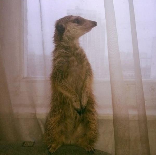 Haberim yokmu gibi ek panpa!