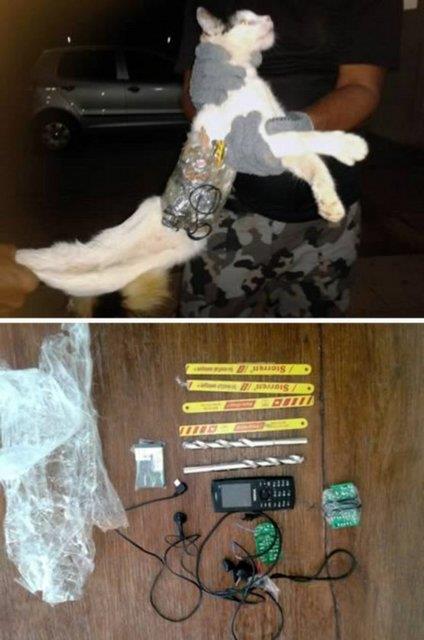 <p><b>10-Hapishanede kaaklk yapt iin tutuklanan kedi</b></p>    Ocak 2013'te bir kedi hapishanedeki mahkumlara kaak mal tad iin tutukland. Kedi hapishanenin ana kapsndan girerken yakaland.