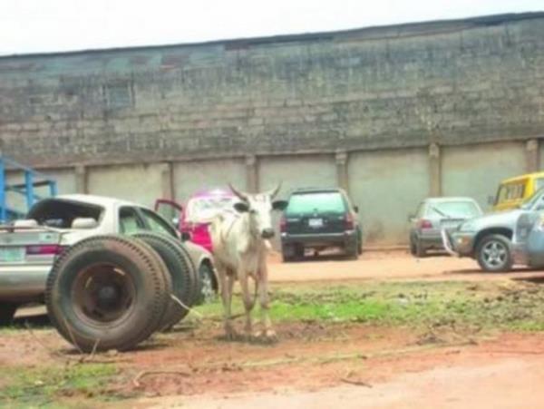<p><b>4-Cinayet davasnda tutuklanan inek</b></p>    Nijerya'da bir karnavala hazrlanan 2 gencin kavgasnda 24 yandaki Azeez Salako ld. Polis geldiinde olay yerinde sadece bir inek vard ve polis inei tutuklad.