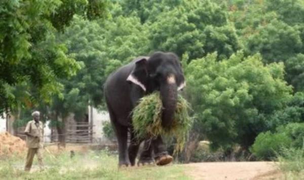 <p><b>9-3 Kiiyi ldrmekten yarglanan fil</b></p>    Olay Ocak 2013'te dini bir festival srasnda oldu. Fil aniden kap bir katliam balatt ve 3 kadnn lmne sebep oldu. Olaydan sonra hayvana bir su davas ald.