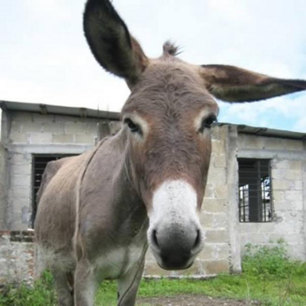 <p><b>3-Saldr suundan tutuklanan eek</b></p>    Meksika'da 2008 ylnda bir eek 2 adam tekmeledi. Normalde insanlarn tutulduu hcrede tutulan eek toplumu rahatsz etmekten tutukland.