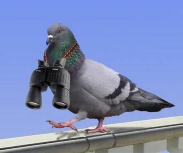 <p><b>7-Ajanlk yapt iin tutuklanan gvercin</b></p>    2010 ylnda Hindistan polisi Pakistan ajan olduu iddia edilen bir gvercini tutuklad. Gvercin Hindistan'n Pakistan snrnda bulundu ve Amristar ehrine kadar gtrld.