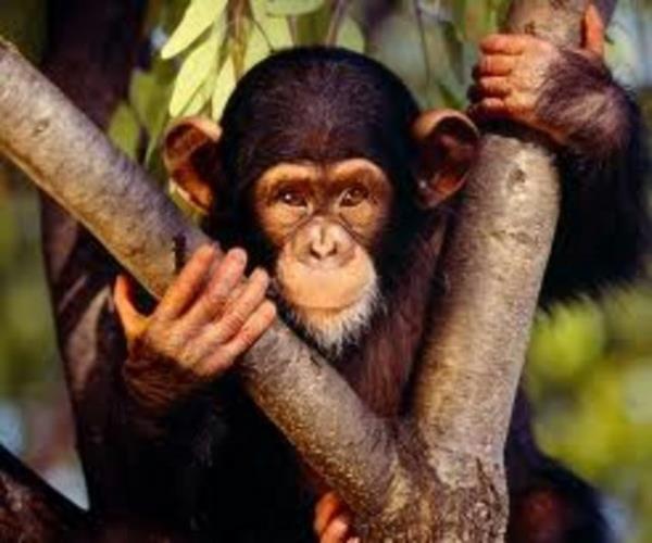 <p><b>8-Hindistan snrn getii iin tutuklanan maymun</b></p>    2011 ylnda Pakistan'da bir maymun snr geip Hindistan'dan Pakistan'a geldii iin tutukland.