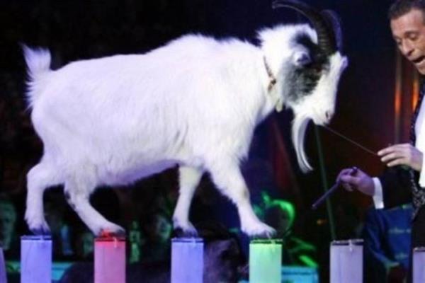 <p><b>6-Silahl soyguna kart iin tutuklanan kei</b></p>    2009 ylnda Nijerya'da polis bir keinin silahl soyguna teebbs ettiine karar verdi. Polis silahl bir hrszn kei klna girip bir arabay aldktan sonra kaacan iddia ediyordu.