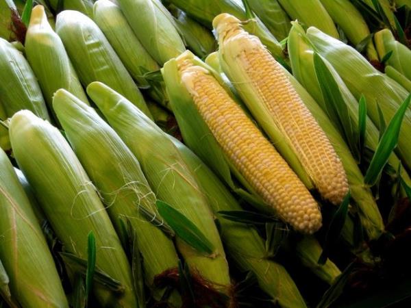 Kanty azaltr Hafif kantya bcek sokmasna bal hafif kanty rahatlatmak zere bir miktar suda znm az bir miktar msr niastasn direkt olarak birka dakika sre ile deriye uygulamak zere lapa halinde uygulayn; suiei gibi ocukluk hastalklarnn sebep olduu kantlar durumunda lkl su banyosuna bir tutam msr niastas ekleyin; 15 dakika civarnda bir banyo bu hastalklar sebebi ile ortaya kan rahatszl geici olarak geriletecektir.