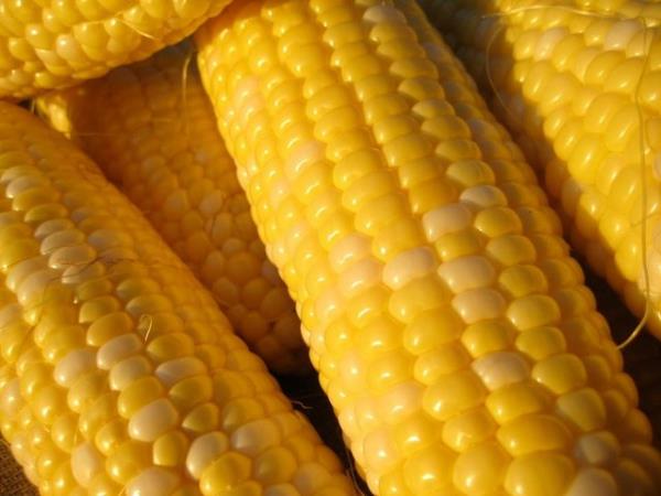 <b>Cilde faydaldr:</b> Msr z ya zengin bir linoleik asit kaynadr. Bu asitler cildin temeli iin gereklidir. Msr niastas, dknt ve tahrilere iyi gelir.