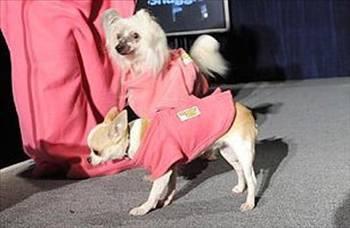 <p><b>Kpekler iin snuggie</b></p>  Bazen snuggie?nin neden retildiini anlayabiliyoruz. Televizyon kumandasn veya sodanz tutmak istediiniz zaman kollarnzn scak kalmasn isteyebilirsiniz. Peki ya kpekle iin byle bir ey nasl olur? Kpekleri sveterler iine sokuturup onlar gzel gstermekte bir ie yaramayabilir. Kpekle kesinlikle byle bir eye gerek duymuyor.