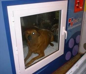 <p><b>Evcil hayvan spa hizmeti</b></p>   Grdnz bir ykama makinesi ve durulayc. 2004 ylnda CBS News tarafndan olduka komik bir ekilde tantlan Pet Spa, ellerinizi kullanmadan kedi veya kpeinizi ykamann yolunu gsteriyor. Ancak kedi kpeklerin ou, sahipleri geleneksel yntemden vazgemedii iin ansl.