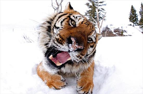 Bu foto�raflar tehlikeyle y�zy�ze gelen cesur bir foto�raf��n�n objektifinden ��kt�.