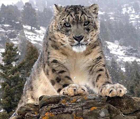 <b>�lk kez bu kadar yak�n</b>