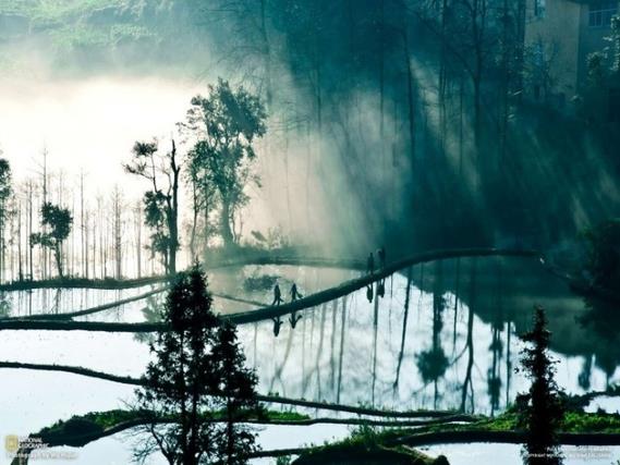 <b>in-Vietnam snrnda bir pirin tarlas...</b> Sabah sisi arasndan szan k ve sudaki yansmalar bu tarlalara esrarengiz bir grnm kazandr.