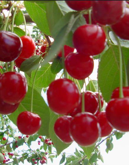 Vine: Mineral ve vitamin deposudur. Koyu renkli vineler, ak renklilere oranla daha fazla mineral ierir.