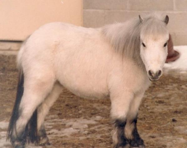 Sakarya'da 3 kii, hayvanat bahesindeki midilli atlar alp keserek etlerini satmaya alal 3 yl oldu.