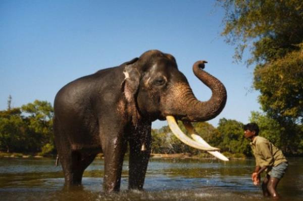 Hindistann Assam eyaletinde, pirin biras iip sarho olan 12 fil, 3 kiiyi ezerek ldrd, 2 kiiyi de yaralad. Resmi rakamlara gre, Assam eyaletinde son 5 ylda filler en az 150 kiiyi ezerek ldrd.