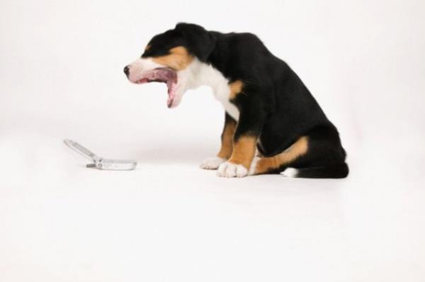 Konyann Karapnar lesindeki bir beki kpei, sahibi Emin enesizin cep telefonunu yuttu. Olay, kpein karnndan telefon melodisi gelince anlald. Talihsiz telefon kk ebatlarda olmas nedeniyle dk yoluyla dar atld.