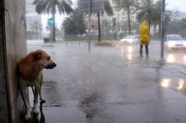 zmir'de Saanak (zmir)-Ege Grn