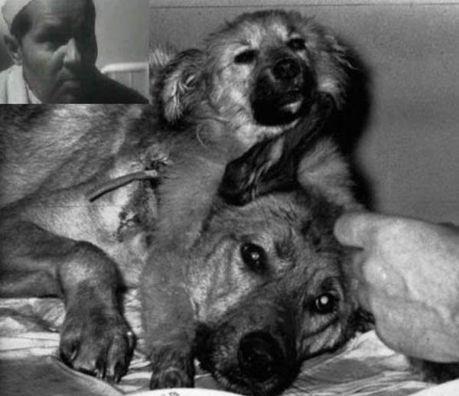 Franketaynn ift Bal Kpek Deneyi-1954te Sovyet cerrah Vladimir Demikhov bir kpek yavrusunun ban, n ayaklaryla birlikte bir Alman kurt kpeine naklederek ift bal kpek elde etti. Her iki ba da ayr ayr st iebiliyor hatta birbirlerinin kulaklarn srabiliyordu. kpekler bir aydan az yaad.