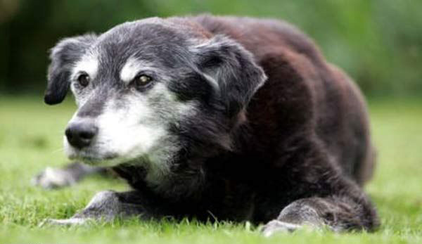 lleri Diriltme Deneyi- Robert Cornish 1930larda tahtravalliye benzer bir dzenek kullanarak l hayvanlar canlandrmaya kalkt. Yeni len baz kpeklerin damarlarna adrenalin ve anti-phtlatrclar enjekte etti. Baz denekler bir sreliine ar beyin hasar ve krlkle hayata dnd.