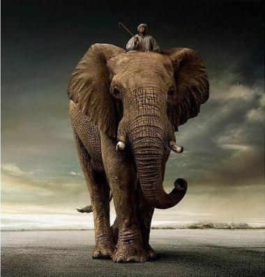 File LSD Alama Deneyi-1962de Tusko isimli bir file, tipik bir insan dozundan 3 bin kat daha fazla olan 297 miligram LSD enjekte edildi. Kendi evresinde dnen fil bir saat sonra ld. Deneydeki ama, LSDnin geici bir delilie neden olup olmayacan renmekti.