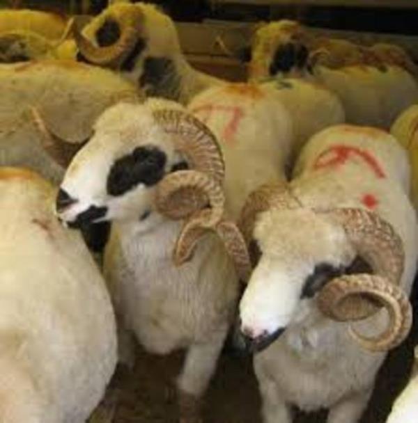 Kurban Bayram arifesi: 3 Ekim Cuma