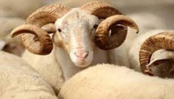 Kurban Bayram birinci gn: 4 Ekim Cumartesi