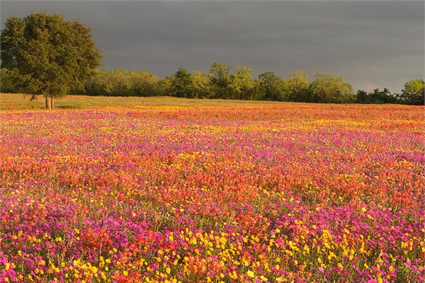 <p>20- Teksas</p>  Teksas'tan fotoraflar eyalet sakinlerinin kendi yaamlarn anlatt etiketlerle paylald.