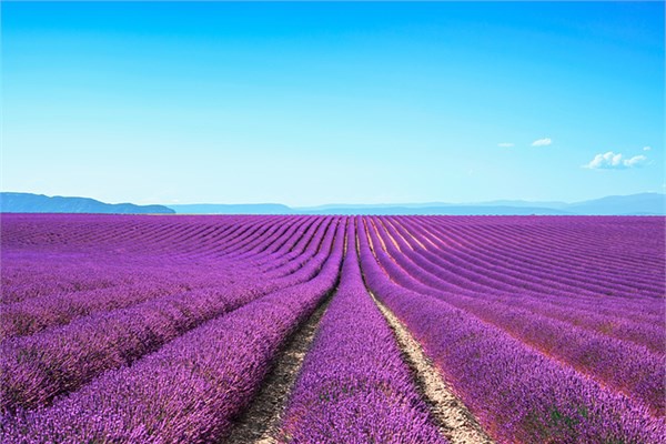 <p>08- Fransa            </p>  Fransa'dan Eyfel Kulesi'nden zm bahelerine kadar birbirinden farkl fotoraflar paylald.