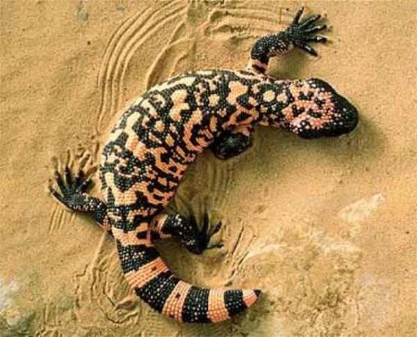 D�nya �zerindeki en zehirli kertenkele t�r�d�r. Ad� <b>Heloderma Suspectum.</b> T�rkiye'de Gila canavar� olarak biliniyor. Amerika'da ya��yor. Is�r��� tedavi edilmezse �l�mc�l olabilir.