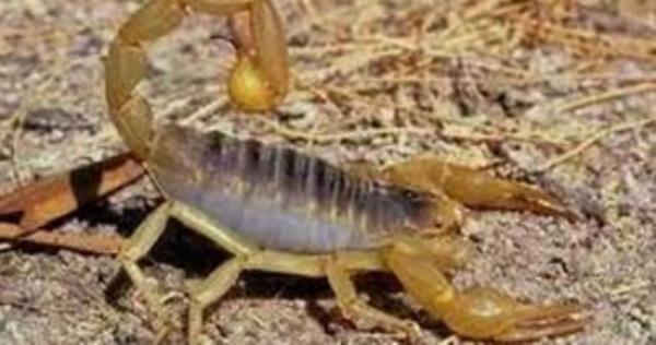 D�nya'n�n en zehirli akrebidir. Ortado�u'da ya��yor. Ad� Death Stalker. T�rkiye'de sar� akrep olarak biliniyor. 5-6 santimetre boylar�nda ve 1 miligram zehiri 15 bin fareyi �ld�rebilecek g��te ve insan� bir saatte �ld�rebiliyor.