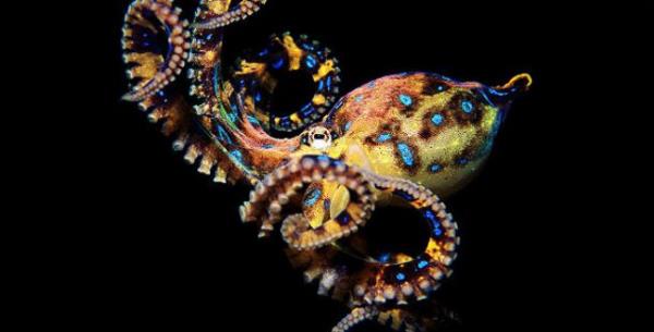 D�nyadaki en zehirli bir di�er yarat�k deniz ahtapotudur. Ad� Blue Ringed Octopus. Zehiri sadece 2-3 dakikada �ld�r�yor. Zehiri 2-3 dakikada �ld�rebilecek g��tedir.