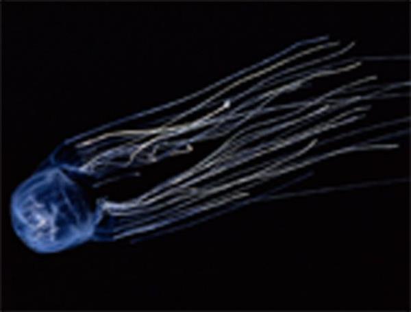 D�nyadaki en zehirli 3. yarat�k bir deniz anas�d�r. Ad� Box Jelly Fish'dir. Zehiri 5 dakika i�inde �ld�rebiliyor. Hint Pasifi�inde ya��yor. Dokunga�lar�n�n boyu 3 metreyi bulabilir.