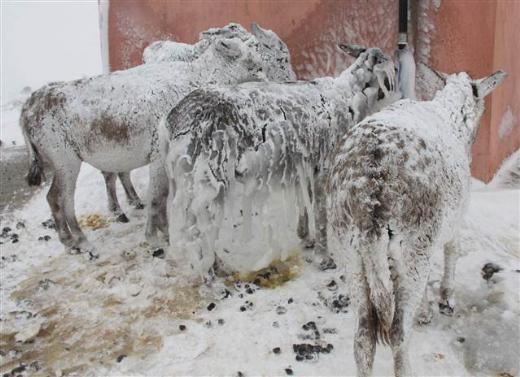 Siverek Kaymakam Hamza Erkal konu ile ilgili yapt aklamada, kar yann devam ettiini, srclerin zincirsiz yola kmamalar konusunda uyarda bulundu.