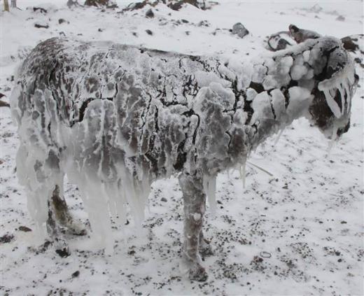 Siverek ilesinde etkili olan kar ya nedeniyle yaklak 40 ky ve mezra yolunda ulam salanamyor. Siverek'te sabah saatlerinden itibaren etkili olan kar ya nedeniyle Siverek'e bal yaklak 40 ky ve mezra yolu ulama kapand. l zel daresi yetkililerinin yol ama almalarnn devam ettii renildi.