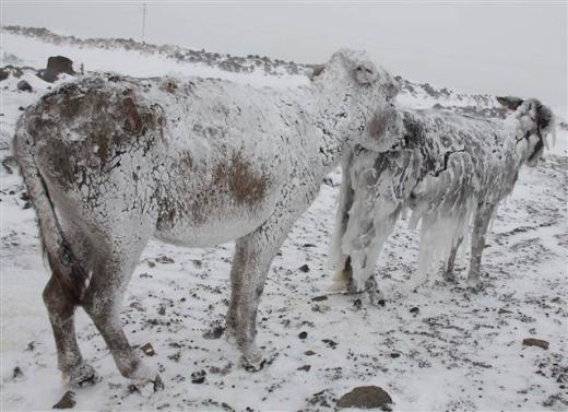 Kyn 1 kilometre dndaki bo alanda souktan korunma igdsyle birbirine sokulup hareketsiz kaldklar sanlan eekler, kyller tarafndan ahra gtrld.