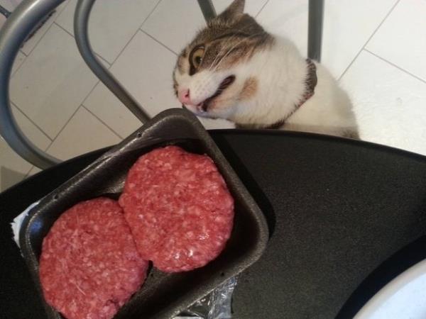 Kediler sosyal medyada nemli bir yer tutuyor. Sevimli dostlarmzn komik halleri sanal dnyada milyonlarca insan tarafndan paylalyor.