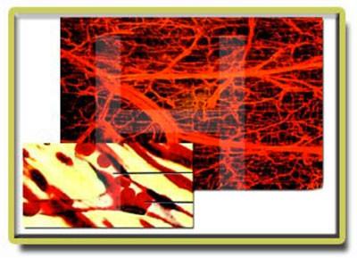 Bir insandaki toplam damar uzunluunun 150 bin km. ve dnya ile gne arasndaki mesafenin de 150 milyon km'dir.