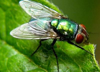 Bir ift sinein sadece nisan-mays aylarnda braktklar yumurtalarn tamamndan sinek ksa idi, dnyay 14 metre kalnlnda bir sinek tabakas kaplar.