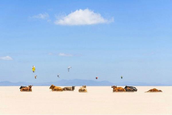 <b>Mekan Kategorisi Mansiyon dl</b> Andrew Lever, "Bu grnty grdmde, ilk nce halsinasyon grdm dndm. Fakat onlar gerekten de gnelenen ineklerdi" diyor... nekler ve uurtmalar/Andrew Lever