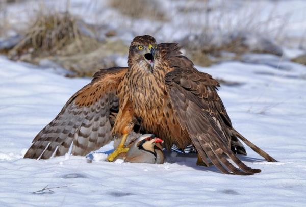 2. Tamer Ylmaz - Doa