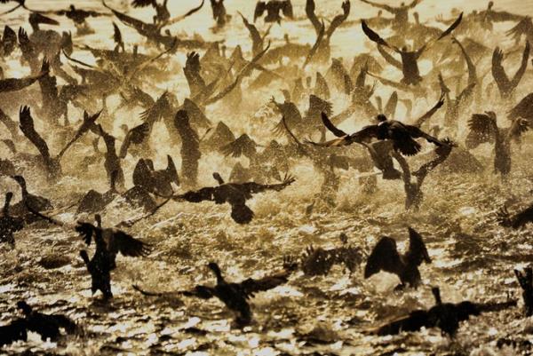 <p><b>1. Ahmet etin - Doa</b></p>    DOA kategorisinin birincisi Ahmet etin, ikincisi Tamer Ylmaz ve ncs de Yasin Morta oldu.