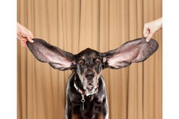 Harbor isimli bu Coonhound cinsi kpek dnyann yaayan en uzun kulakl kpei. ABD'nin Colorado eyaletinde yaayan 8 yandaki Harbor'n sol kula 31.1, sa kula ise 34.29 santimetre uzunluunda.