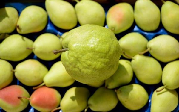 <b>Armut:</b< Mideyi kuvvetlendirip hazm kolaylatran ve kalp arpntsn nledii ifade edilen armudun iinde A, B1, B2, B3, B6 ve C vitaminleri bulunur