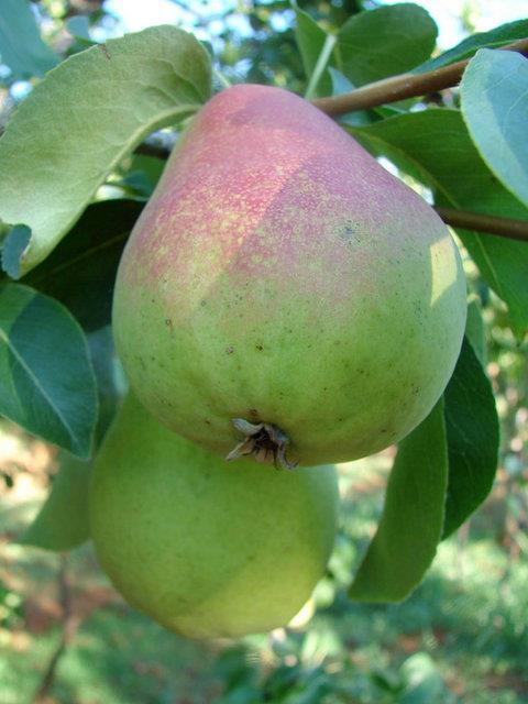 Kabzl nleyerek idrar sktrr. Yksek tansiyonu drp kan temizler
