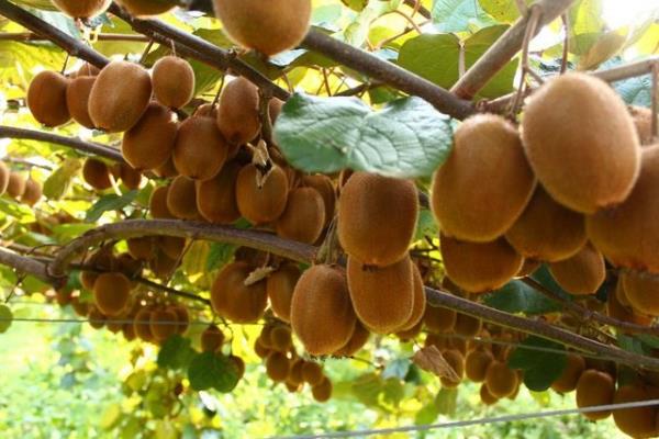 Ayrca kansere kar koruyuculuk gsteren luteini de bol miktarda ierir